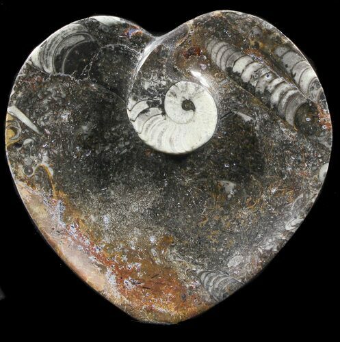 Heart Shaped Fossil Goniatite Dish #39352